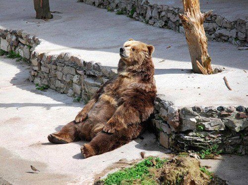 bear.jpg bear.jpg