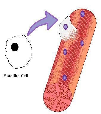satellite_cells-_mitochondrial_myopathy_edited_and_cropped.JPG