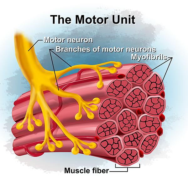 book-motor-unit.png