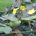 菜瓜