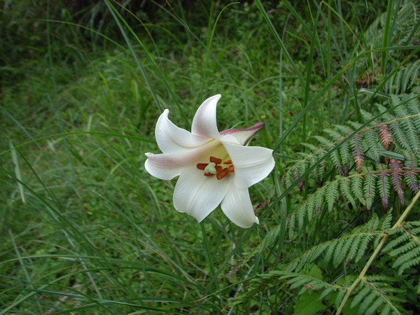 20070728八通關古道14觀高坪野百合.jpg