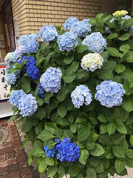 IMG_5637.JPG IMG_5637.JPG