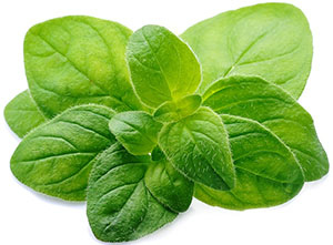 Oregano-Leaves.jpg