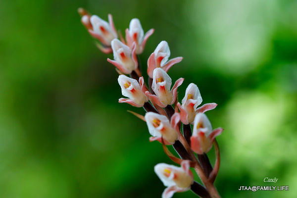 鳥嘴蓮-花-取自追花的翅膀.JPG 鳥嘴蓮-花-取自追花的翅膀.JPG