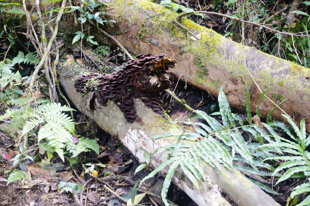 /tmp/php2eCBPx /tmp/php2eCBPx