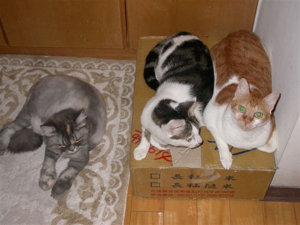 三隻貓排排躺