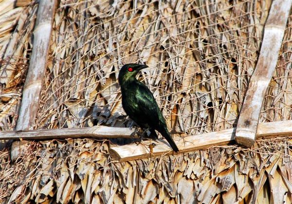 屋頂上的Asian Glossy Starling