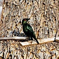 屋頂上的Asian Glossy Starling