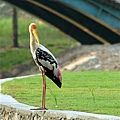 Painted Stork