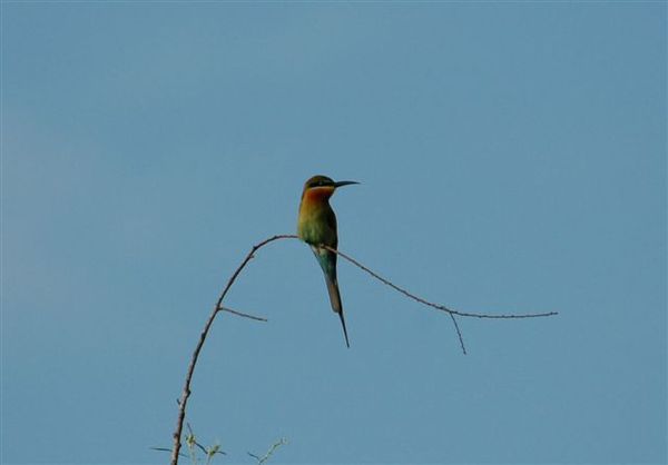 Blue-tailes Bee-eater.jpg