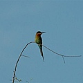 Blue-tailes Bee-eater.jpg