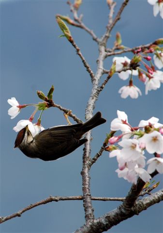 神奇倒吊功!