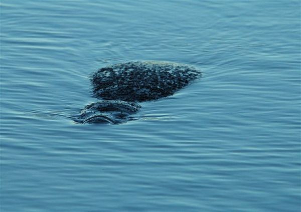 Manatee!!!!!!