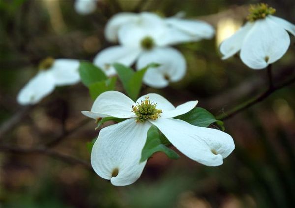 Dogwood