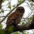 Barred Owl