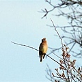 Cedar Waxwing