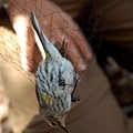 Yellow-rumped Warbler