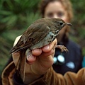 Hermit Thrush, again.