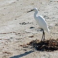 Snowy Egret