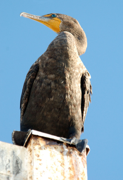 Double-crested Cormorant