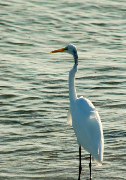 Great Egret