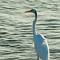 Great Egret