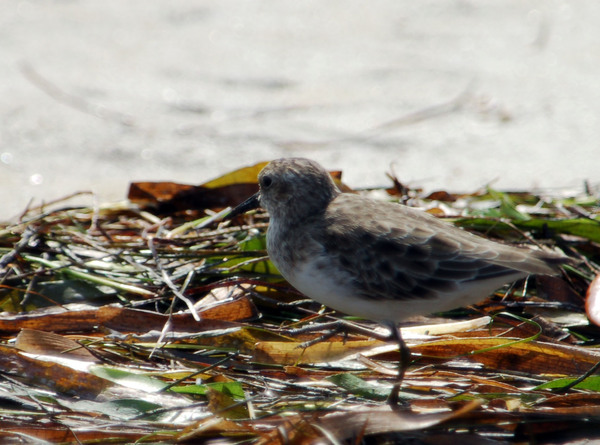 Black-bellied Plover