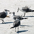 Laughing Gull