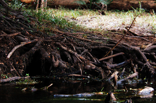 Otter Nest