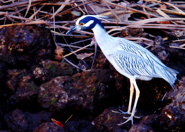 Yellow-crowned Night Heron