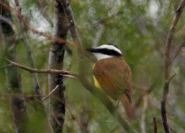 Great Kiskadee