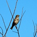 Song Sparrow