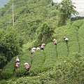 在山腰上採茶的婆婆媽媽們