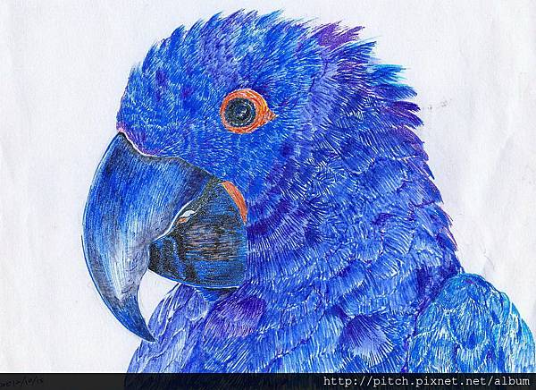 parrot