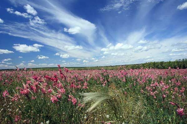 spring-landscape