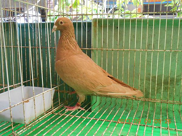 黃金甲&火鳳凰 黃金甲&火鳳凰
