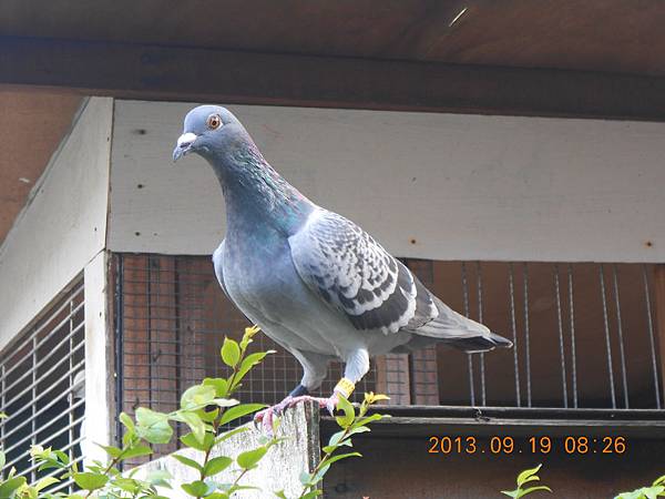 9月 975 9月 975