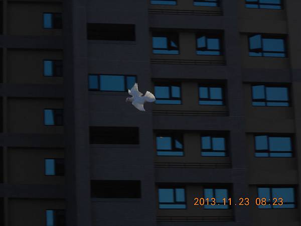 11月 298 11月 298