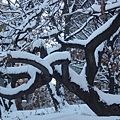 紐約中央公園的初雪 By titdprd2007