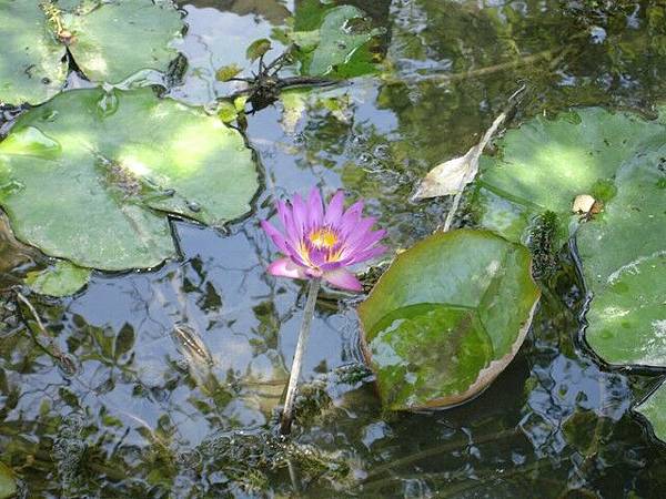 原生植物園