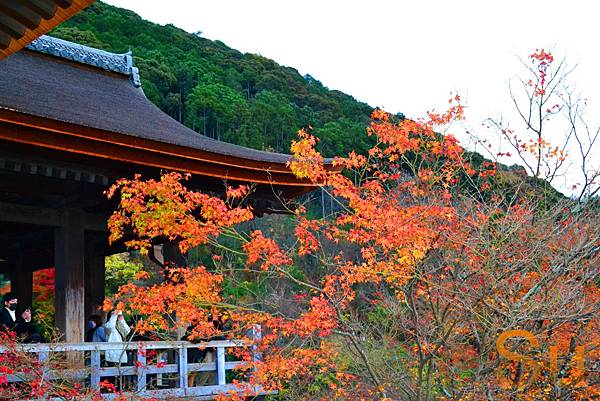 「京都清水寺」2024賞楓(賞櫻)必拍超人氣景點推薦｜四季皆