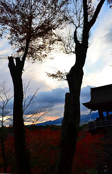 「京都清水寺」2024賞楓(賞櫻)必拍超人氣景點推薦｜四季皆