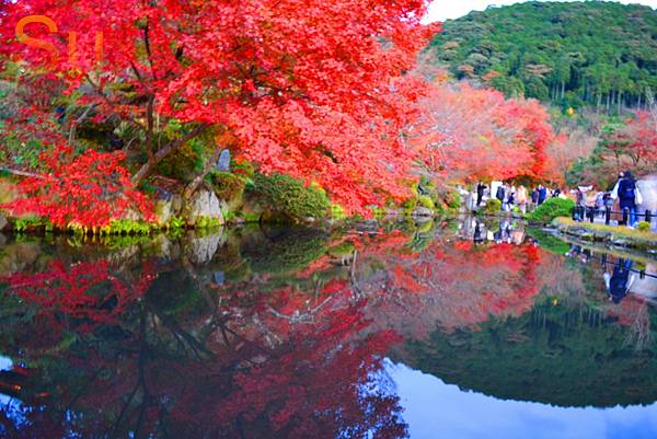 「京都清水寺」2024賞楓(賞櫻)必拍超人氣景點推薦｜四季皆