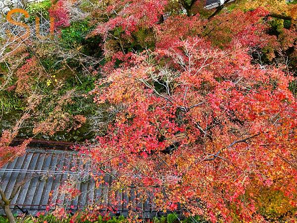 「京都清水寺」2024賞楓(賞櫻)必拍超人氣景點推薦｜四季皆