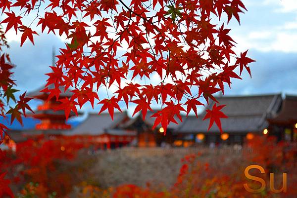 「京都清水寺」2024賞楓(賞櫻)必拍超人氣景點推薦｜四季皆