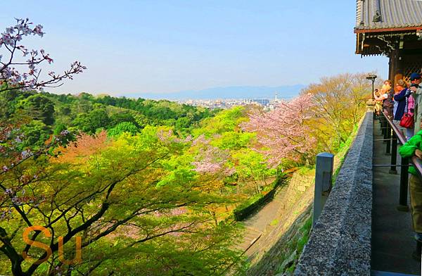 「京都清水寺」2024賞楓(賞櫻)必拍超人氣景點推薦｜四季皆