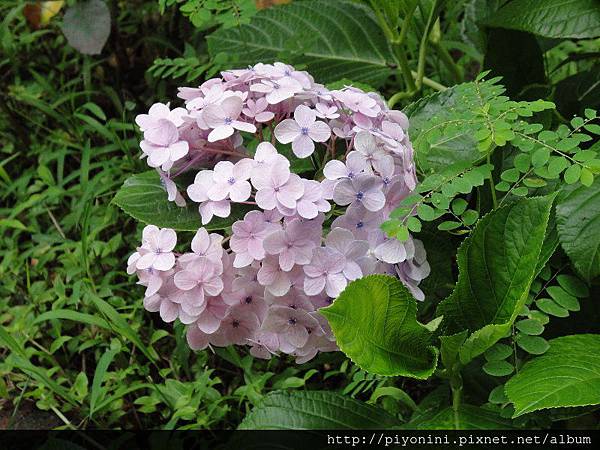 系上紫陽花