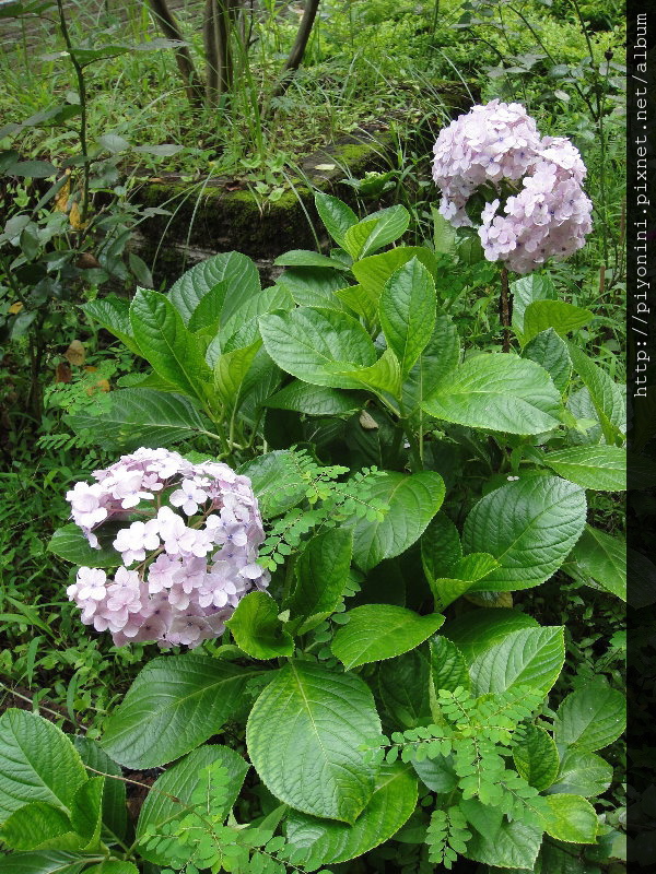 紫陽花