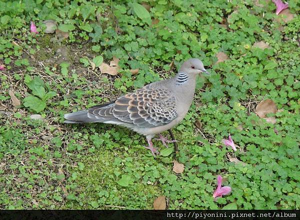 校園裡的斑鳩.jpg