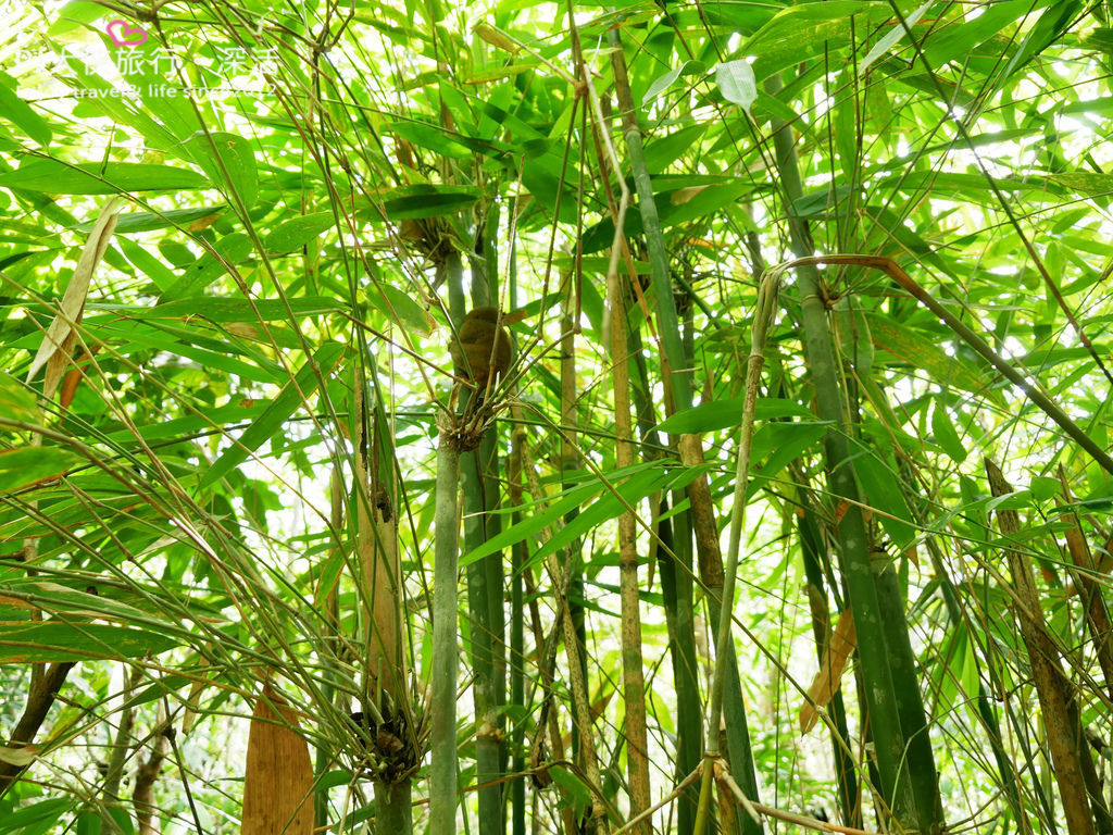 薄荷島一日遊客路行程Klook眼鏡猴